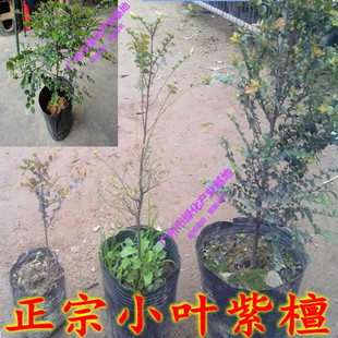 小叶紫檀树苗 珍稀高档室内盆栽苗 小叶紫檀苗 正宗 印度小叶紫檀