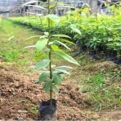 颗装正宗奇楠进口黄檀沉香树苗