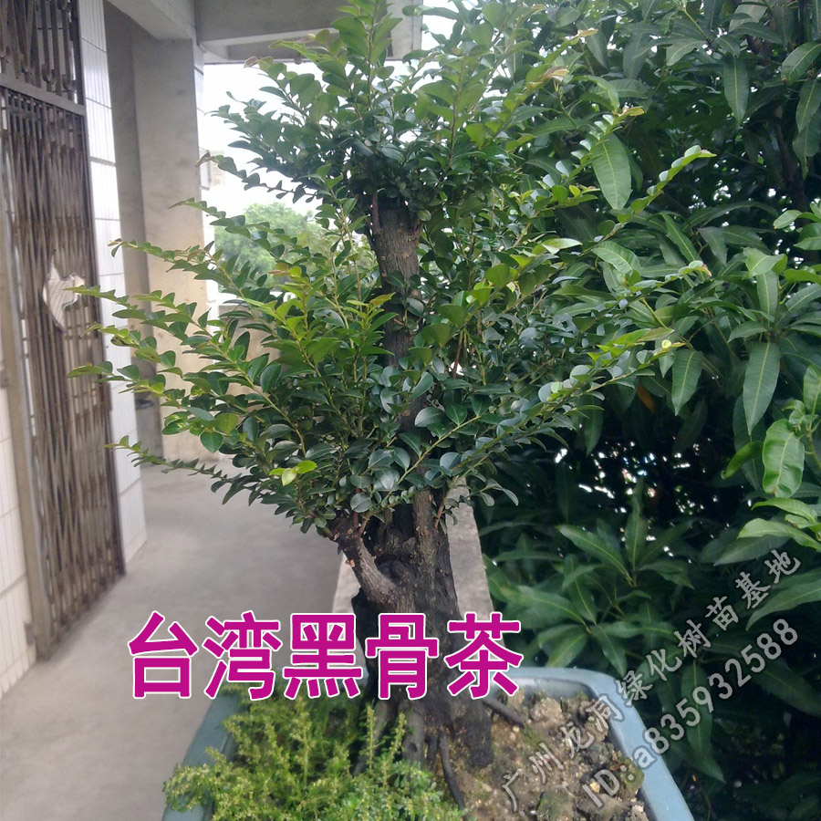台湾黑骨茶苗紫檀盆栽树苗造型庭院阳台盆景植物|ruв категории доставка цветов/цветок моделирования/растения садоводства, цветок/растения в горшках (новый), растения - от Buy2taobao.com для оказания профессиональной услуги покупки агента Taobao
