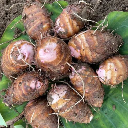 芋头新鲜现挖现发红芽芋软糯香甜