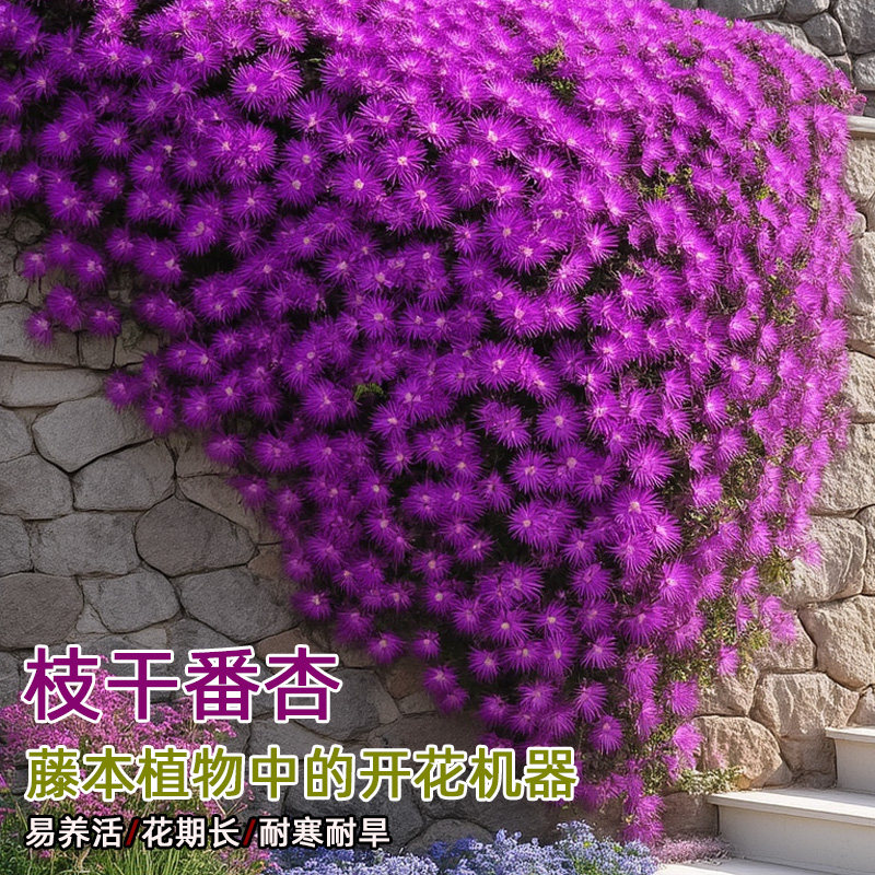 枝干番杏多肉植物群生多头藤本维尼美家垂吊开花肉肉绿植盆栽花卉
