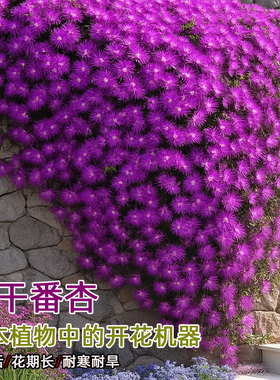 枝干番杏多肉植物群生多头藤本维尼美家垂吊开花肉肉绿植盆栽花卉