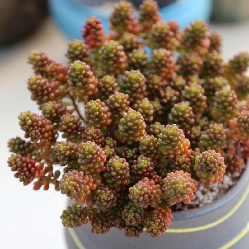 红色浆果多肉植物大株群生花卉