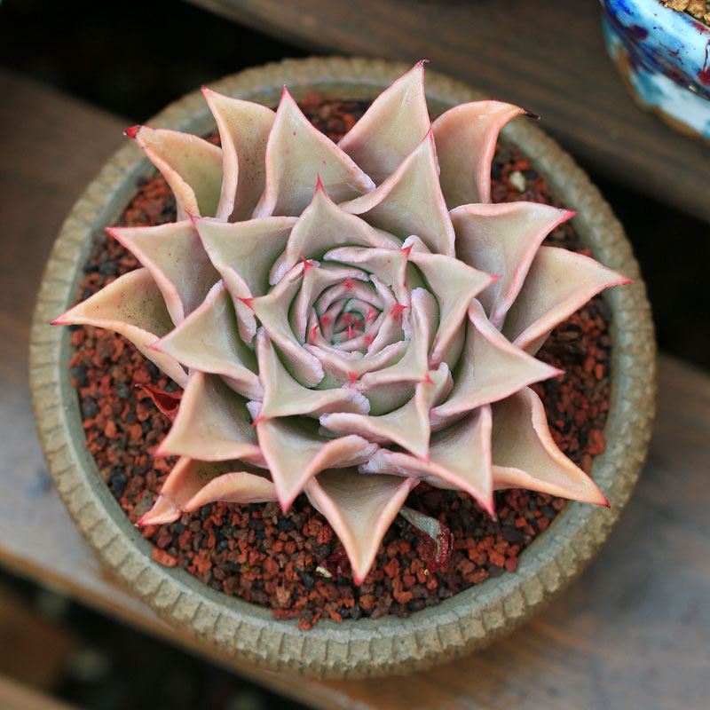 饺子皮多肉植物云南基地直发易养活室内窗台花园桌面盆栽肉肉花卉