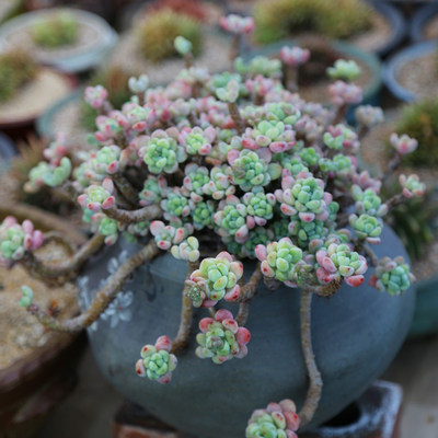 多肉植物花卉巨型大颗好养老桩