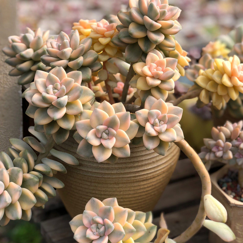 绿植维尼美家净化空气多肉植物