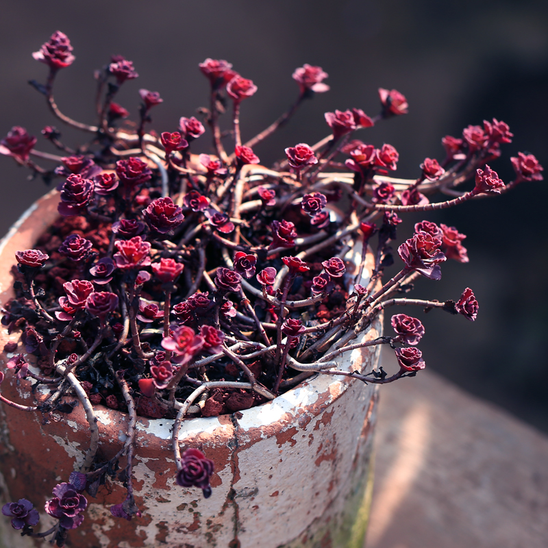小球玫瑰锦老桩多头云南多肉植物室内阳台易养萌肉肉四季绿植盆栽