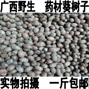 野生无硫药材葵树子新货干貨葵树籽蒲葵子蒲扇种子一斤包邮可打粉