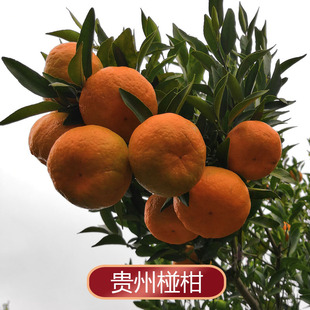 贵州椪柑5斤特产芦柑丑柑橘子蜜橘毕节产地初荷农庄直销新鲜水果