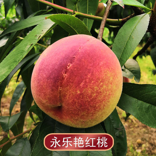 贵阳永乐艳红桃5斤桃子水果