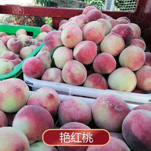 永乐艳红桃10斤贵州桃子水果