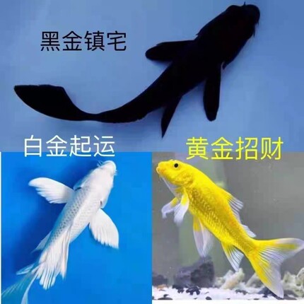 纯种锦鲤黑金锦鲤黄金锦鲤白金锦鲤淡水鱼