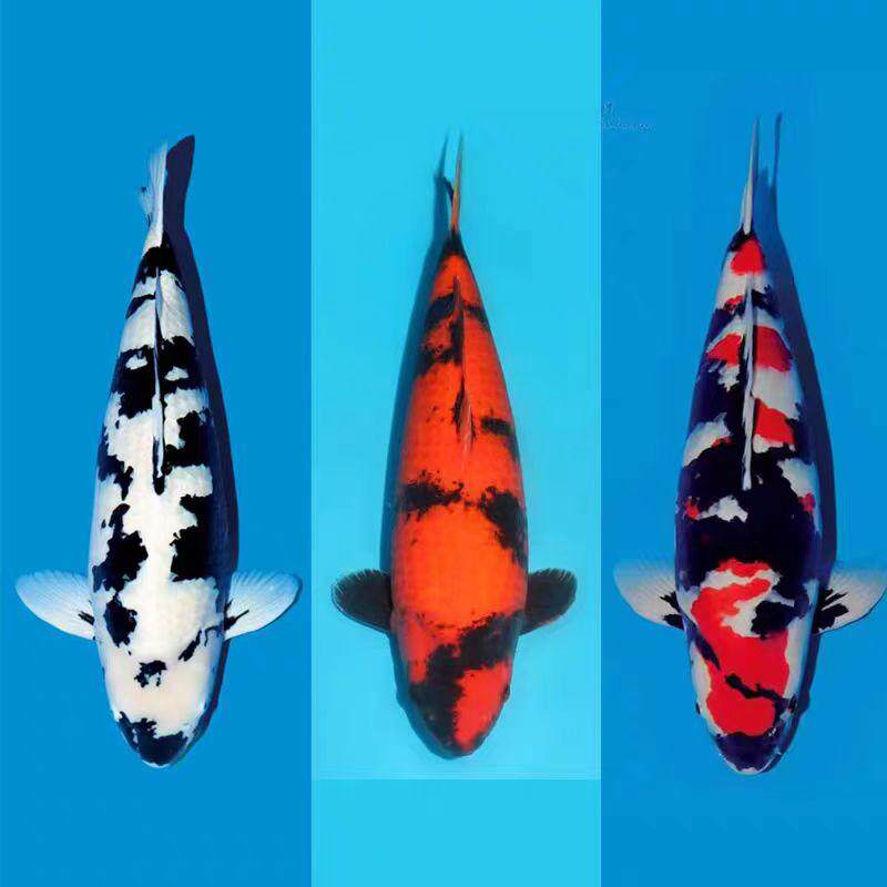 日系纯种锦鲤白写锦鲤绯写锦鲤昭和锦鲤锦鲤鱼庭院鱼池观赏鱼