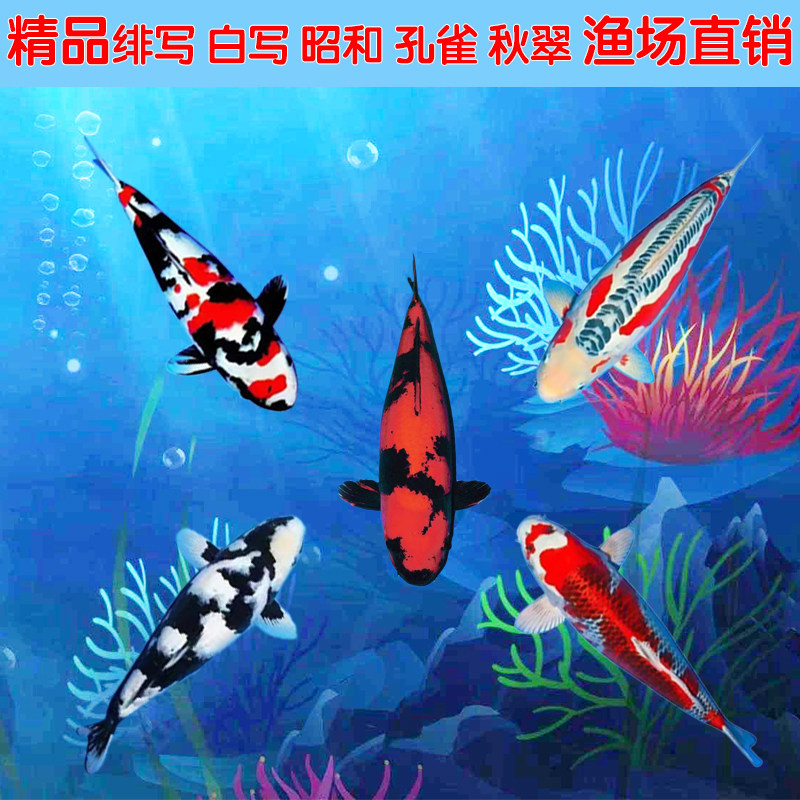日本纯种锦鲤昭和白写绯写孔雀秋翠