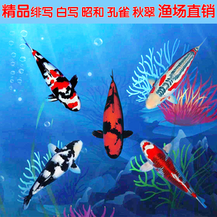 日本纯种锦鲤昭和白写绯写孔雀秋翠