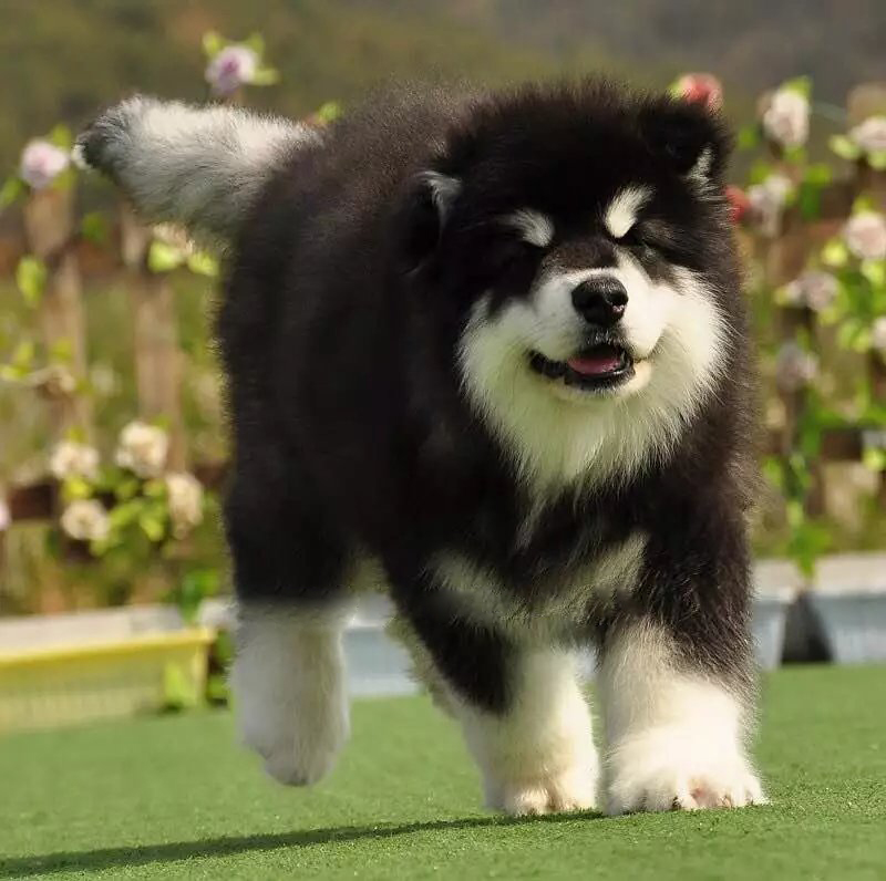 纯种阿拉斯加犬巨型阿拉斯加幼犬熊版阿拉斯加活体