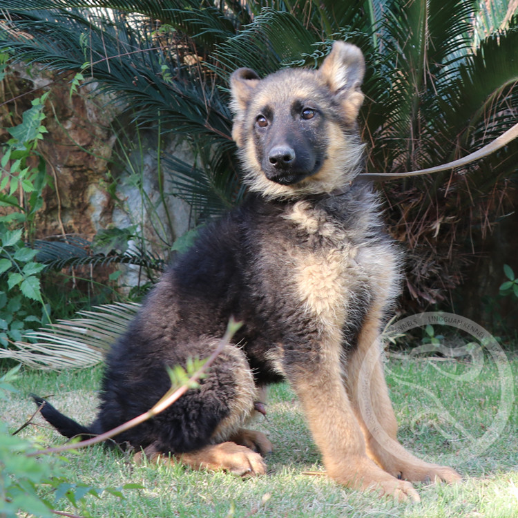 csv纯种德国牧羊犬幼犬狼青军犬黑背家养小德牧动物宠物活体狗狗
