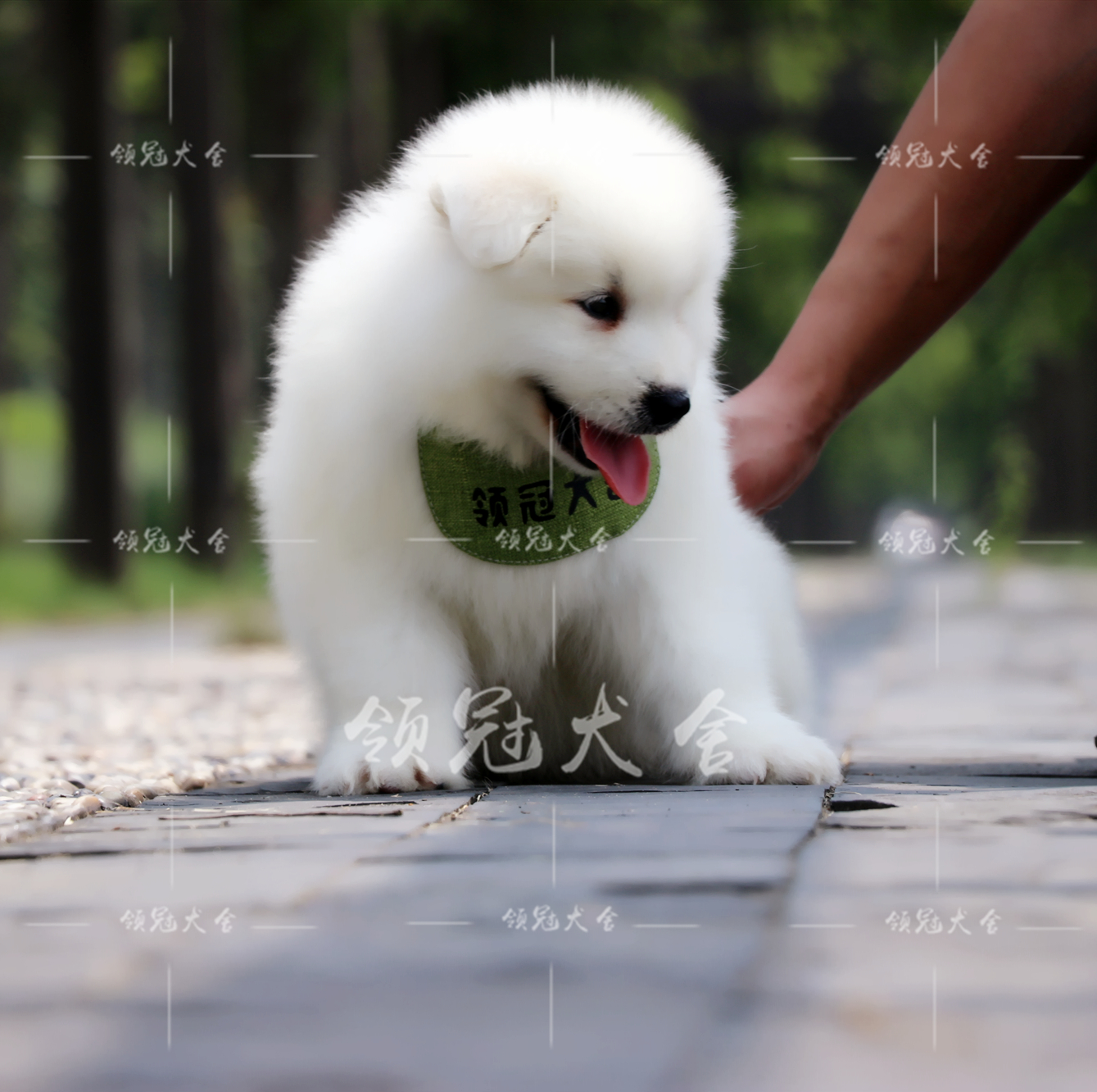 萨摩耶幼犬 萨摩耶犬狗狗 白魔法天使雪橇犬宠物狗上海可同城上门