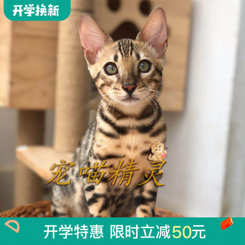 孟加拉豹猫价格 孟加拉豹猫图片 星期三
