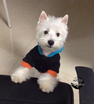 出售纯种西高地白梗幼犬 幼犬出售 活体西高地幼犬宠物狗西高地犬