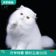 异瞳波斯猫活体幼猫异国短毛猫1