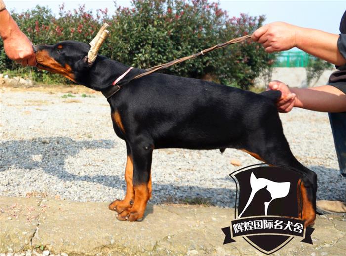 杜宾犬纯种立耳价格 杜宾犬纯种立耳图片 星期三