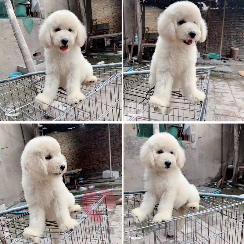 巨贵犬纯种超大价格 巨贵犬纯种超大图片 星期三 巨贵犬纯种超大价格 巨贵犬纯种超大图片 星期三