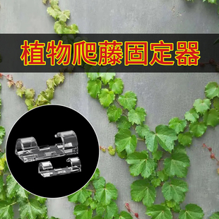 绿萝固定神器植物爬墙藤蔓花朵墙面透明卡扣免打孔室内爬藤夹挂钩