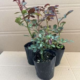 月季 花卉盆栽绿植物户外绿化庭院玫瑰蔷薇 花苗勤花小苗月季