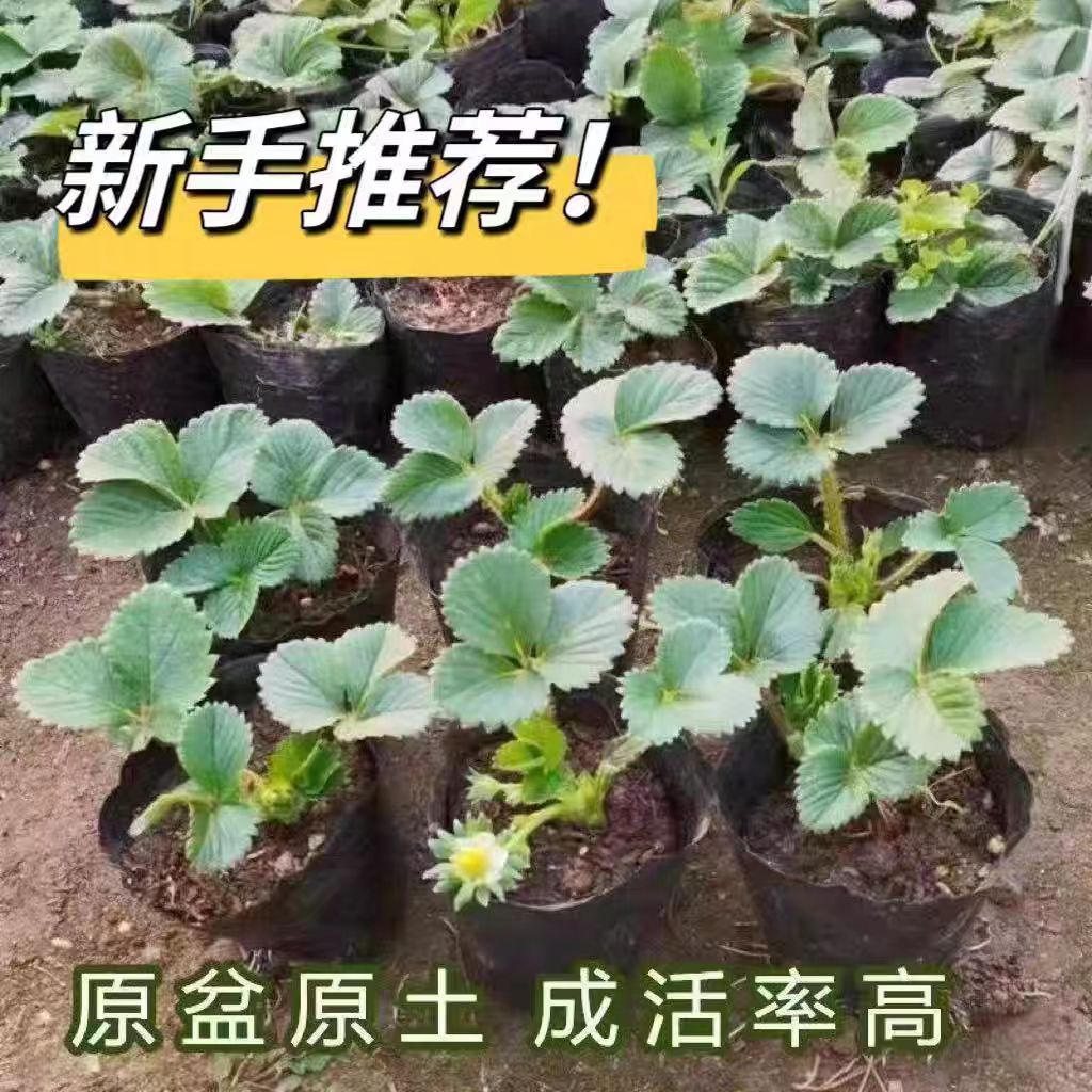 草莓苗红颜奶油草莓秧大棚种植草莓盆栽当年结果新苗阳台种植