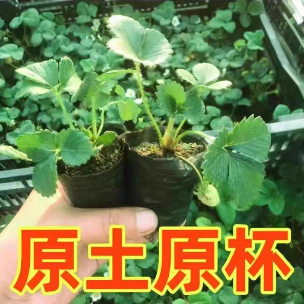 草莓苗红颜奶油草莓秧大棚种植草莓盆栽当年结果新苗阳台种植