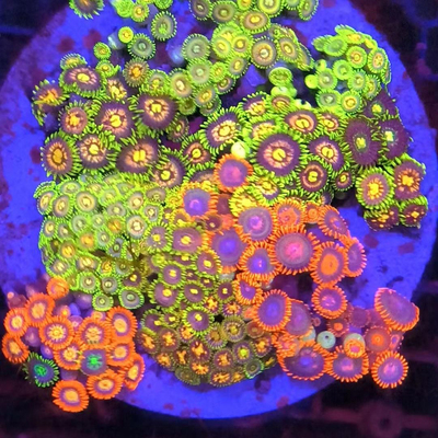 海水纽扣珊瑚海缸除藻观赏造景