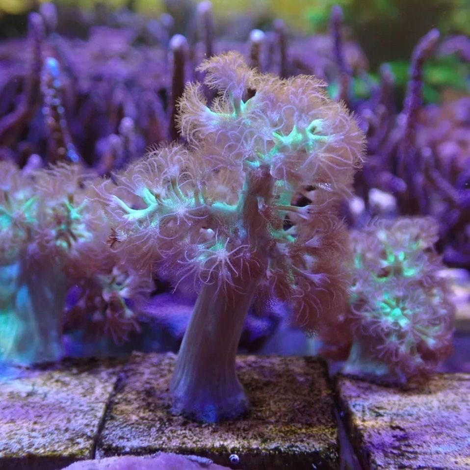 麦穗珊瑚双色圣诞树荧光海缸珊瑚水桃花鸡冠花观赏软体珊瑚人工