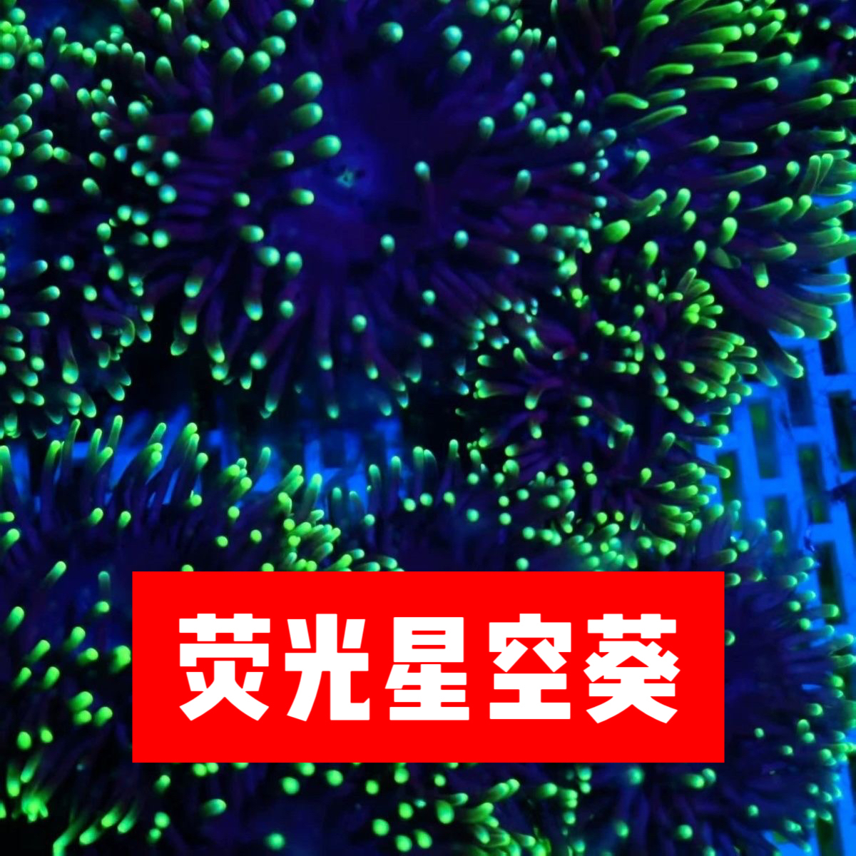 星空海葵荧光绿须海葵珊瑚海缸生物软体珊瑚新手易养海洋生物珊瑚