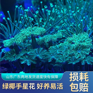 绿椰手星花人工金边大手心花绿芯大手心花珊瑚手星花珊瑚海水宠物