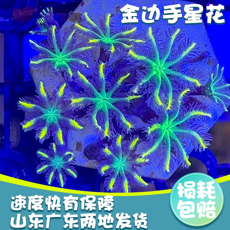 手星花珊瑚金边绿芯好养繁殖快新手软体LPS包损大手星花海洋生物