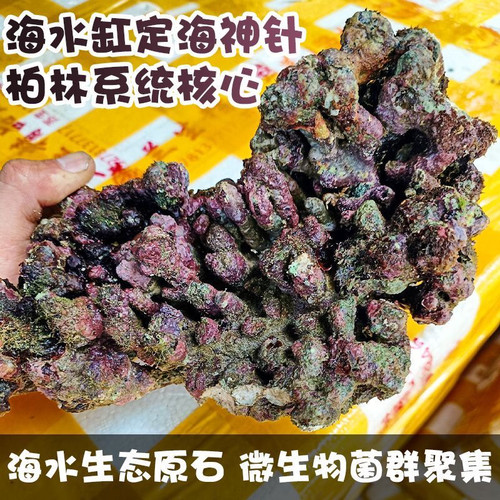免爆藻深海活石造景多孔