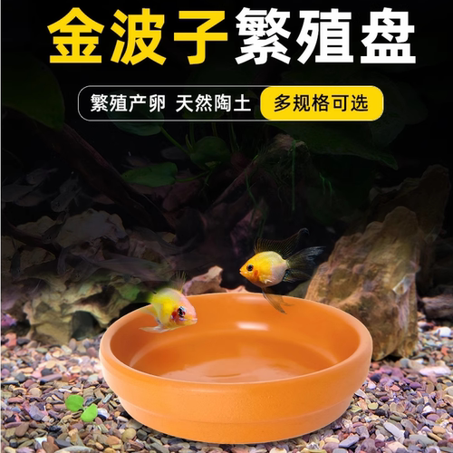 金波子繁殖盘片阿凡达生小鱼