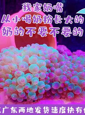 紫点奶嘴海葵小丑鱼伴侣绿奶嘴