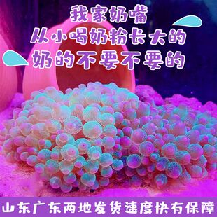 海葵荧光绿红海葵珊瑚绿地毯小丑鱼共生海葵软体鱼缸奶嘴奶白海葵