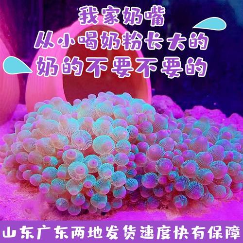 紫点奶嘴海葵小丑鱼伴侣绿奶嘴