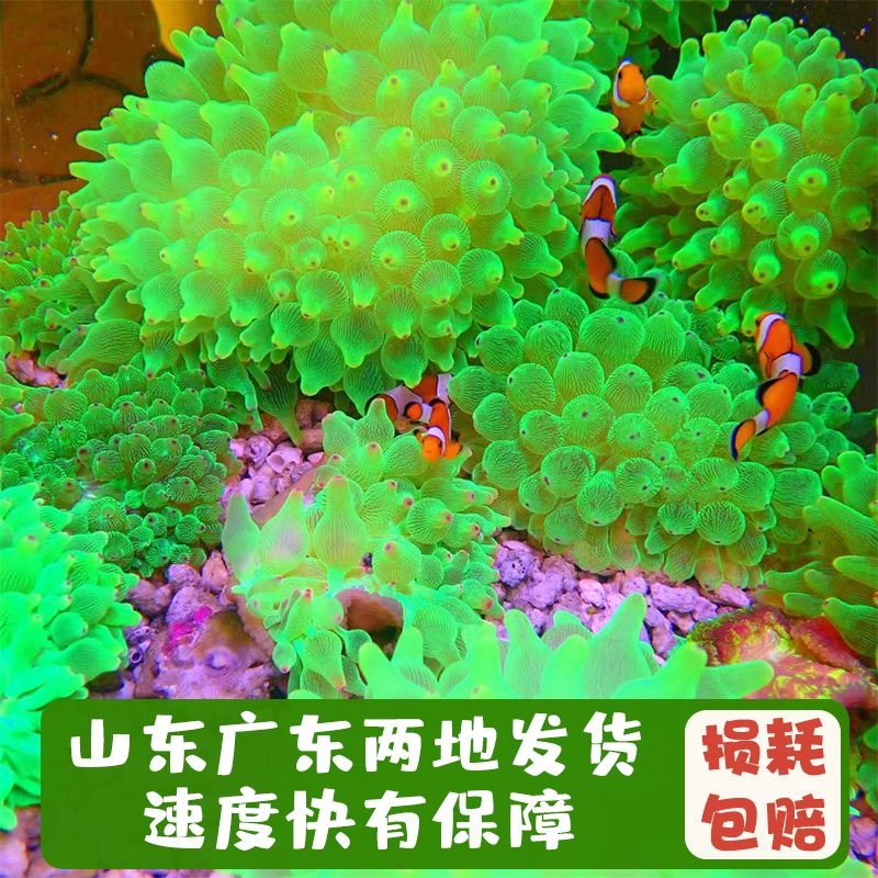 海葵小丑鱼共生海葵软体珊瑚绿海葵紫点白海葵公主葵奶嘴海缸