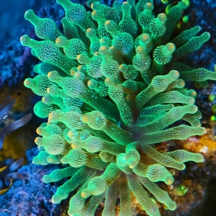 包损荧光绿珊瑚绿 包邮 特价 绿奶嘴海葵荧光小丑鱼共生软体珊瑚LPS