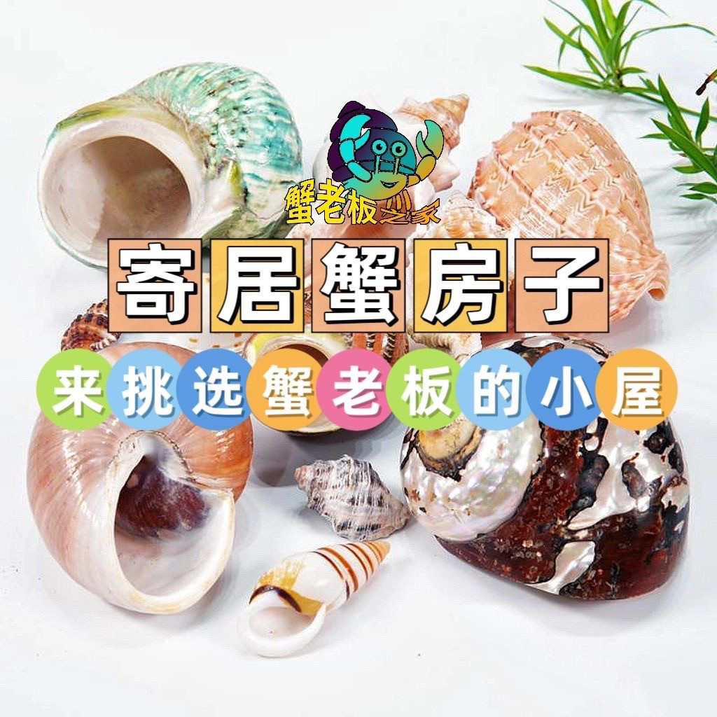 寄居蟹替换壳海螺贝壳海星条纹绿螺寄居蟹换壳鱼缸造景居家摆件把