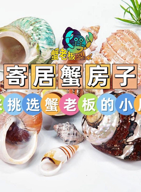 寄居蟹替换壳海螺贝壳海星条纹绿螺寄居蟹换壳鱼缸造景居家摆件把