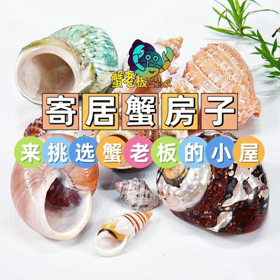 寄居蟹替换壳海螺贝壳海星条纹绿螺寄居蟹换壳鱼缸造景居家摆件把