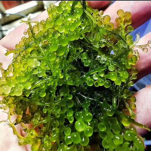 海缸高等藻绿葡萄藻红葡萄藻鹿角藻降低no3po4净化水质海缸造景