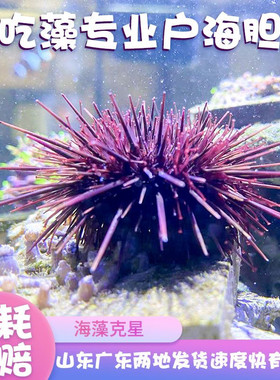 海胆宠物海缸生物除藻清洁活物海洋小生物观赏鱼造景马粪海胆包活