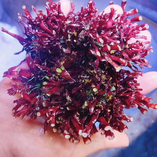 海缸高等藻绿葡萄藻红葡萄藻鹿角藻降低no3po4净化水质海缸造景