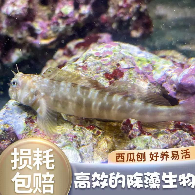 西瓜刨海水鱼吃藻能手鳚鱼食藻除藻工具鱼高效吃藻海水生物好养